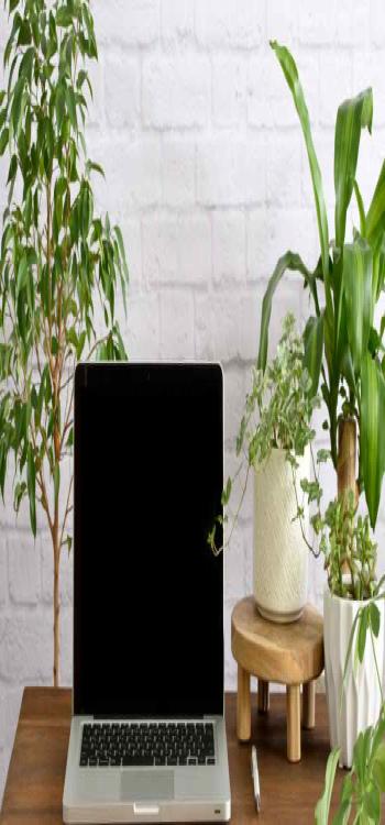 Indoor Plants