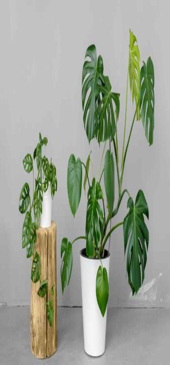 Indoor Plants