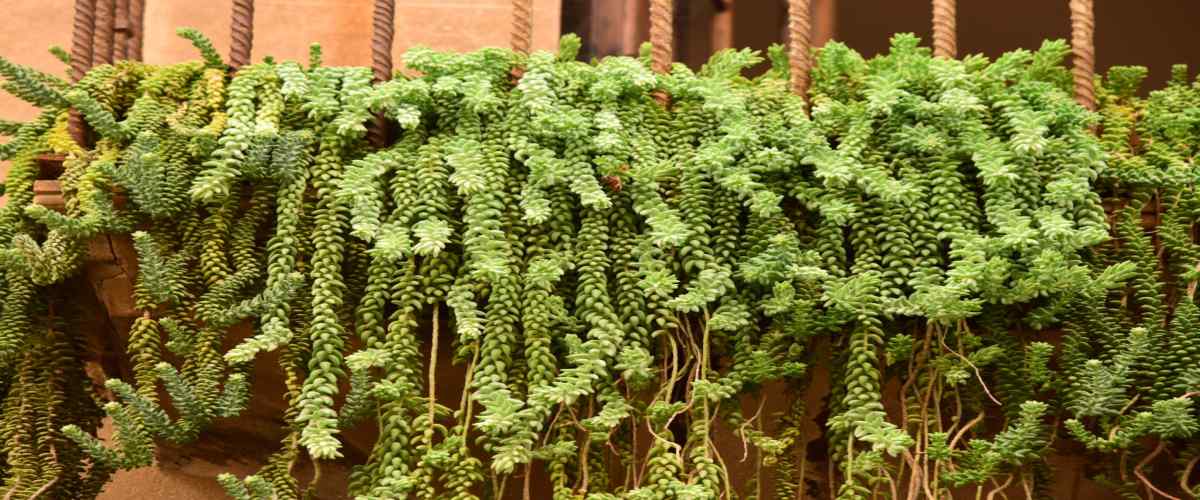  Indoor Succulent Plants