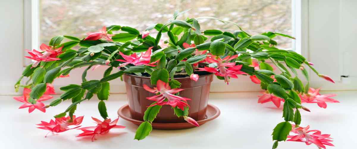 Indoor Succulent Plants