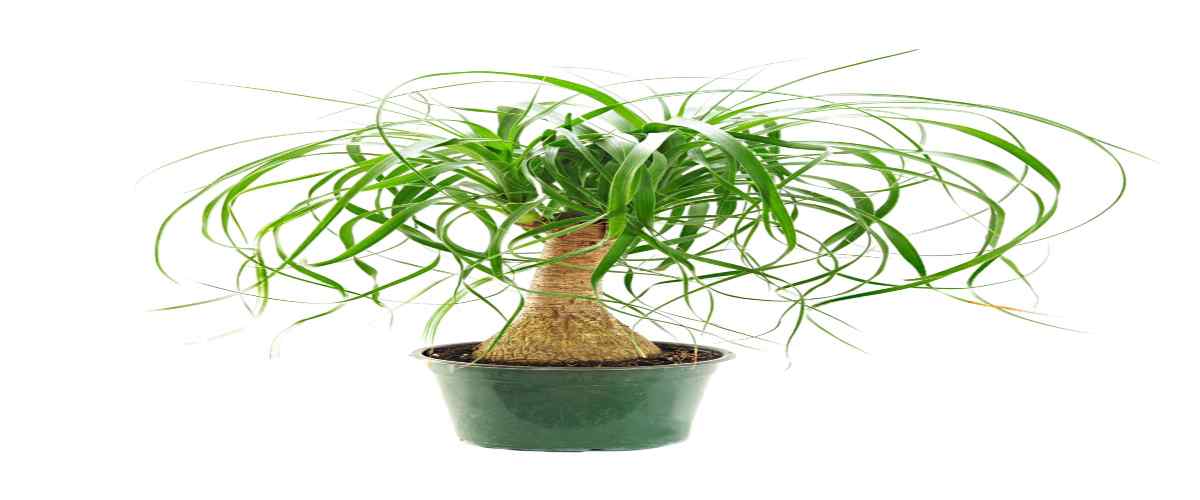  Indoor Succulent Plants