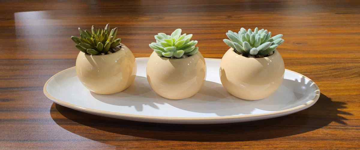 Indoor Succulent Plants
