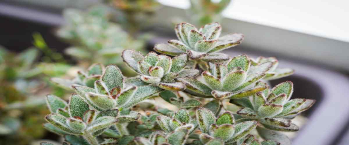  Indoor Succulent Plants