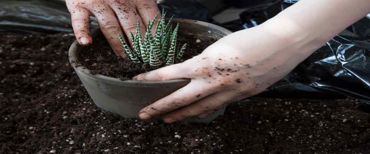  Indoor Succulent Plants