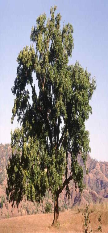 Mahua tree