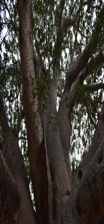 Parijata Tree