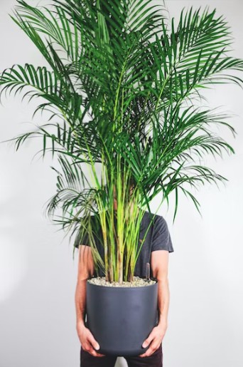 Indoor Plants
