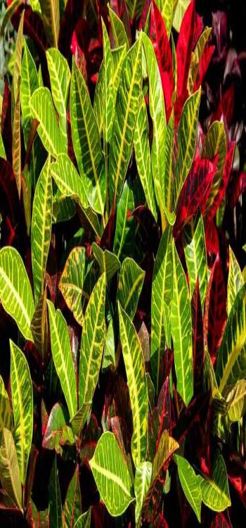Indoor Plants