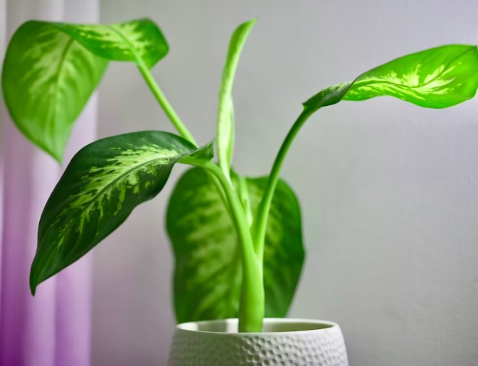  Indoor Plants 