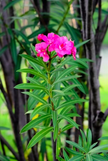  Indoor Plants 