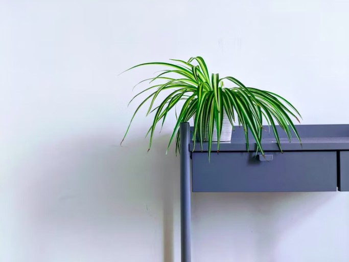  Indoor Plants 