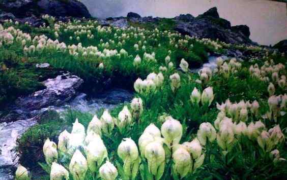 Suitable Climate for Growing Brahma Kamal Plant