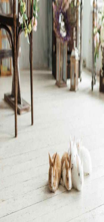 Animal Vastu for home