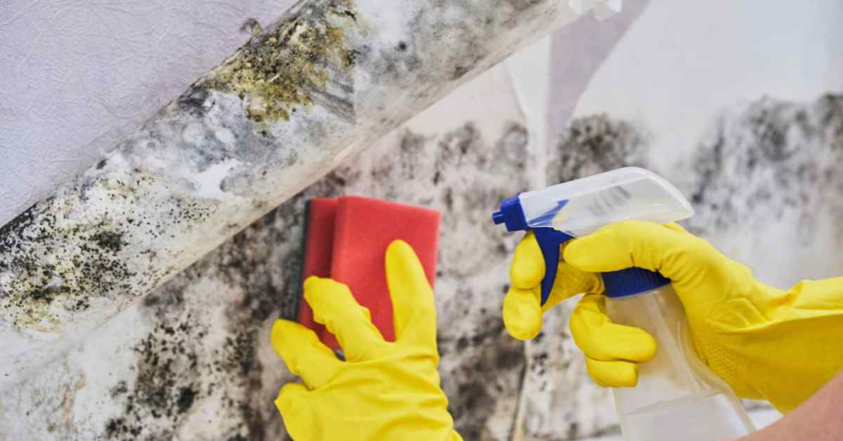 How to Clean Mould