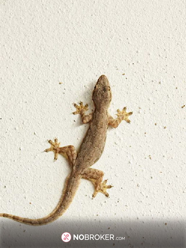 How to Get Rid of Lizards at Home