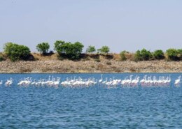 What will be the resale value of 3bhk in Sahiti Sarvani Elite which is being built in Ameenpur once the project is completed in 2024 ?.