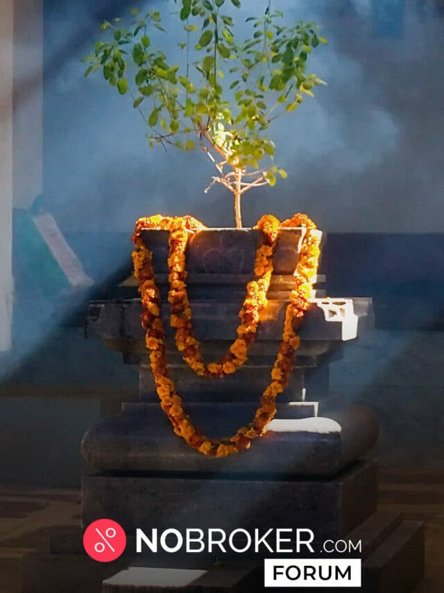 Where to Place Tulsi Plant at Home: Best Direction for Tulsi Plant