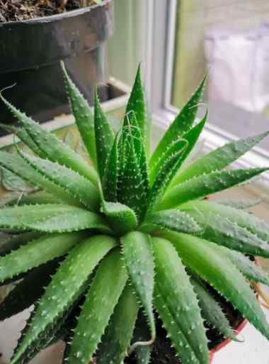  Indoor Plants