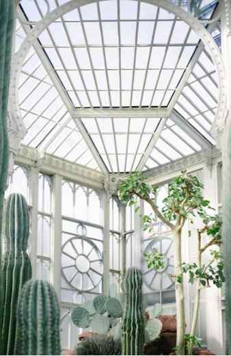  Indoor Plants 